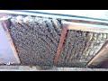 50000 bees in just one spot