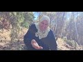 تعالوا تتعرفون على شجرة المسكة الحرة تعالوا تتعرفون على شجرة المسكة الحرة