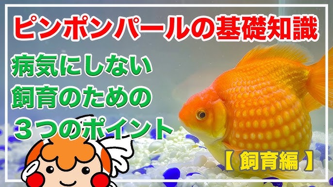 プランター金魚飼育 青水飼育にチェンジします ピンポンパール Youtube プランター金魚飼育 青水飼育にチェンジします ピンポンパール Youtube