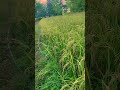 #love #nature #villagelife #vlog #youtube #viral #kishan #farming #rcbpavilion
