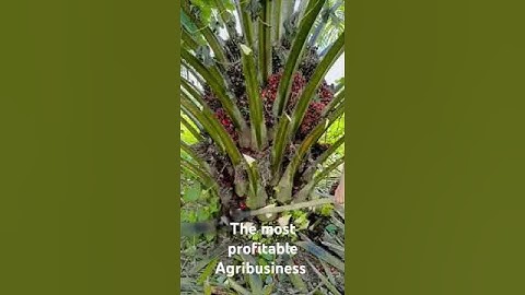 The reason why Oil palm plantation should be your choice.