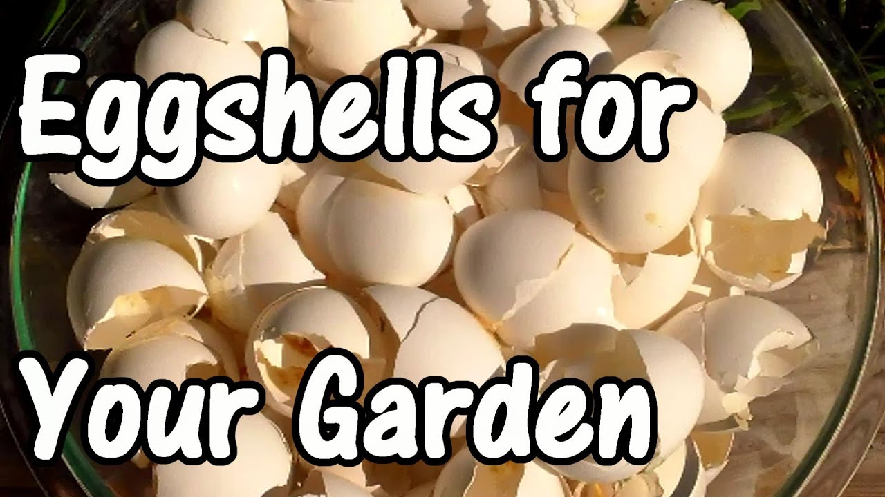 2 Min Tip How We Use Eggshells In Our Garden Eggshell Calcium