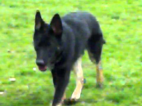 Dogs Romp'en around - YouTube