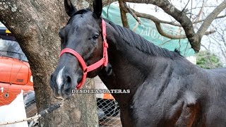 Camba Pora - La Previa - Copa Challenger 2015