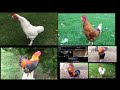 Youtube Thumbnail title