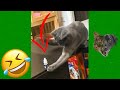1 Hour Of Funniest Animals - Funniest 😺 Cats and Dogs 🐶 #1 |Fanny Animals