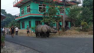 Rhinos take stroll through chitwan village | walk behind rhino | rhino at the village | chitwan