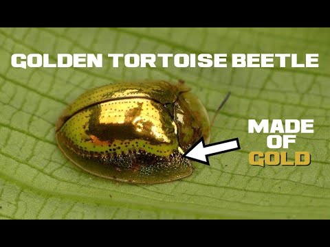 Video: Tortoise Beetle Facts - Tips for Control Of Tortoise Beetles