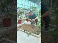 Red amaranth is a heat resistant vegetable, and now is the perfect time to