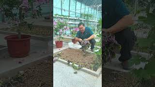 Red amaranth is a heat resistant vegetable, and now is the perfect time to