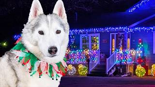 Do the Dogs Get to Go See Christmas Lights?