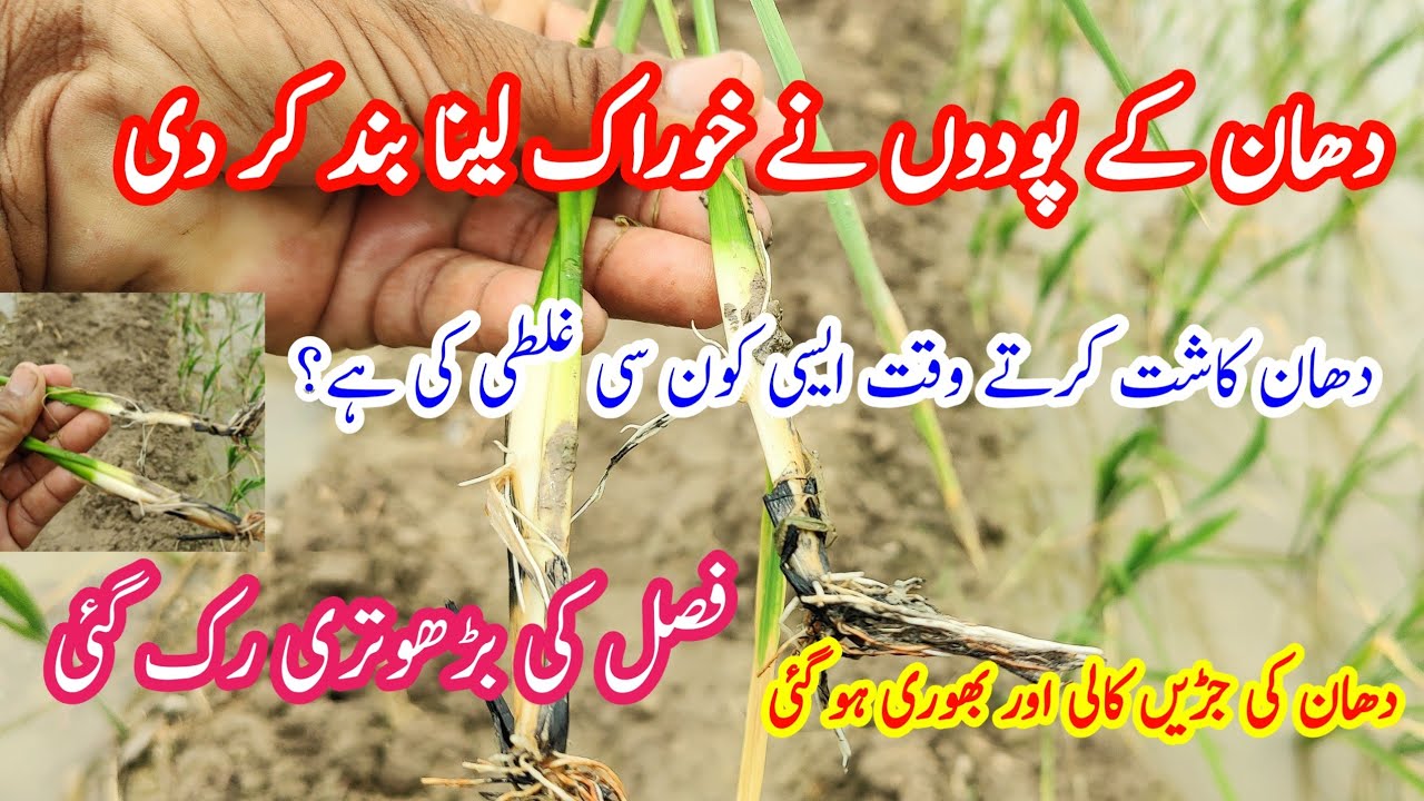 The paddy roots turned black and brown, stopped taking food and did not ...