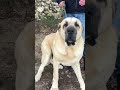 Metrelik Dev köpek tank. Devamı kanalımda #kangal #köpek #dog #malaklı #anadoluçobanköpeği