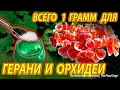 ДАЙТЕ ВСЕГО ВСЕГО 1 ГРАММ ГЕРАНИ ИЛИ ОРХИДЕЕ - ЦВЕТОНОСЫ И КОРНИ ПОПРУТ! 1 GRAM TO GERANIUM, ORCHID