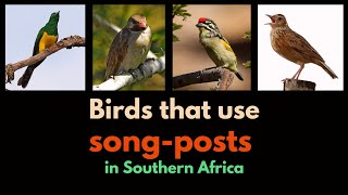 Why do some birds use song-posts and which birds use them?