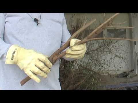 ROOT CUTTING Chinese ELM