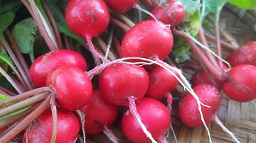 Trồng củ cải đỏ trong thùng xốp vừa dễ mà nhanh thu hoạch.