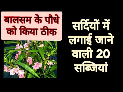 वीडियो: बटनबश प्लांट की जानकारी - बटनबश झाड़ियों को उगाने के बारे में जानें