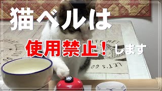 【猫動画】猫ベルは使用禁止！します。ごはんの後におやつを要求する猫、注文が多すぎます。でぶ猫になりますょ！