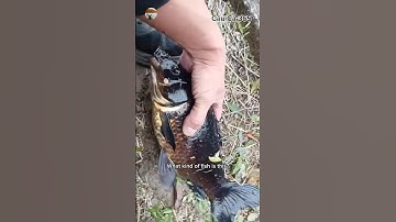 Con Cá Này Lạ Quá #fishing #amazing #cauca365 #short