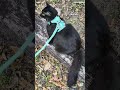 We started with Athena before we moved and she's really on the fence. #outdoorcats #cats #fyp