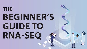 The Beginner