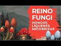 Reino Fungi: HONGOS, LÍQUENES Y MICORRIZAS.