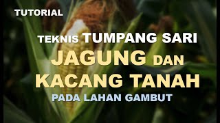 TUTORIAL teknis budidaya jagung tumpangsari dengan kacang tanah di lahan gambut untuk hasil tinggi,