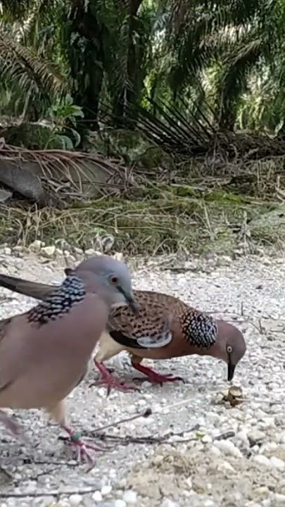 mikat tekukur ajaran kenak gimbal @balam lokal tekukur 📷