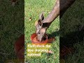 Deer Slurping Oatmeal #deer #wondeerfulfarm