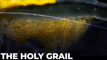 Low-Tech Amano Shrimp Breeding: Holy Grail Achieved