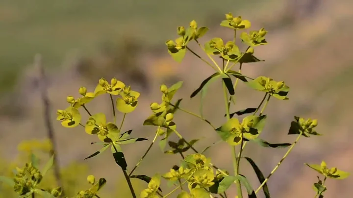 Weed of the Week: Leafy Spurge
