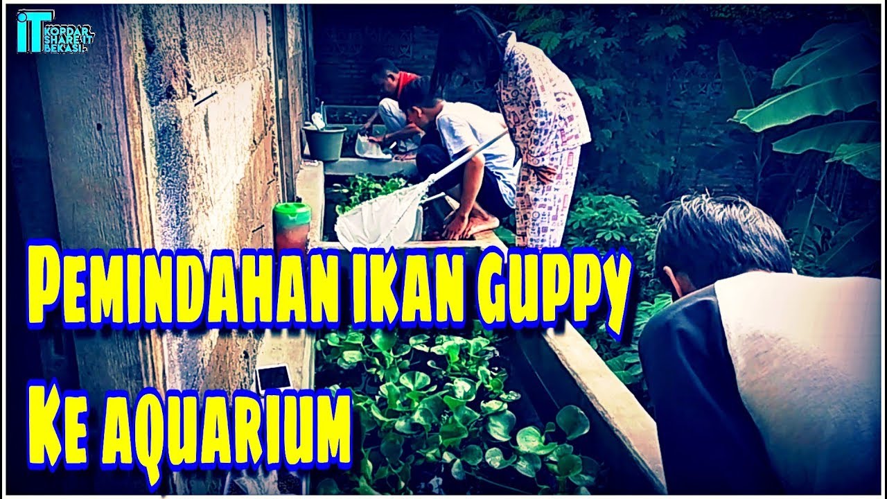 TERNAK IKAN GUPPY HIAS 