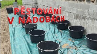 Rajčata sázení do nádob #rajčata #tomato #homemade #tomato in container Rajčata sázení do nádob #rajčata #tomato #homemade #tomato in container