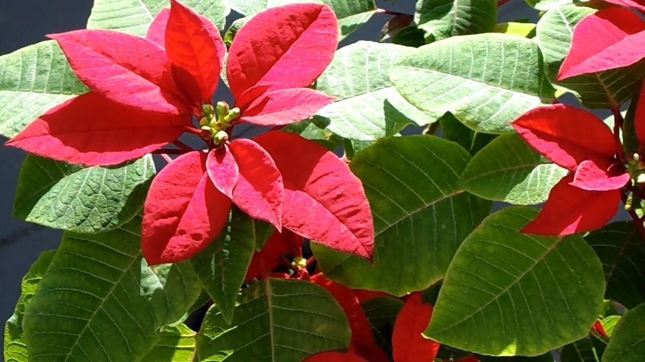 Nochebuena, flor de la navidad Flor de Navidad - Flor de Nochebuena - YouTube