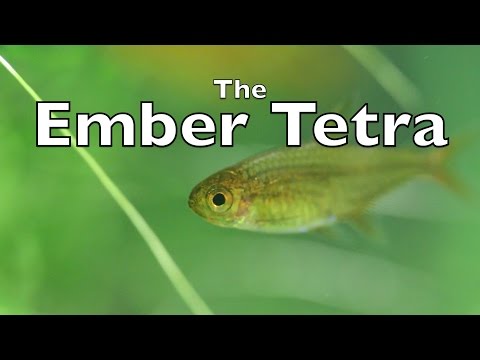 Neon and Ember Tetras: Co-Existence, Care, Feeding + More