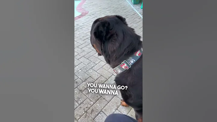 No dog loves swimming more than this one