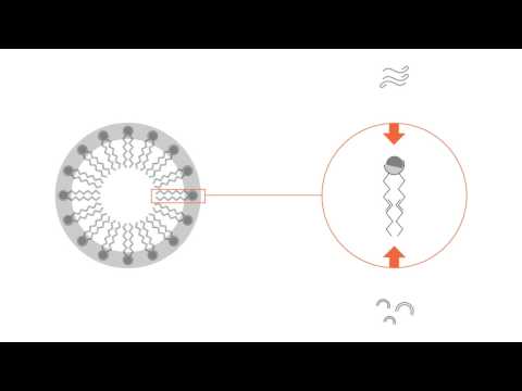 Video: Skillnaden Mellan Liposom Och Micelle