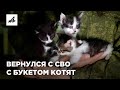 Кошка СВОшка — родила котят под обстрелом хаймарсов