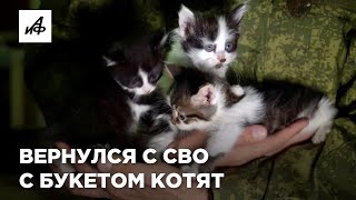 Кошка СВОшка — родила котят под обстрелом хаймарсов