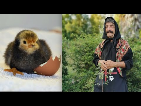 Emozionante !!! Desolina mette in salvo dei pulcini appena nati !!!