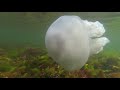 Большая и опасная Черноморская медуза - Корнерот. Large and dangerous Black Sea jellyfish.