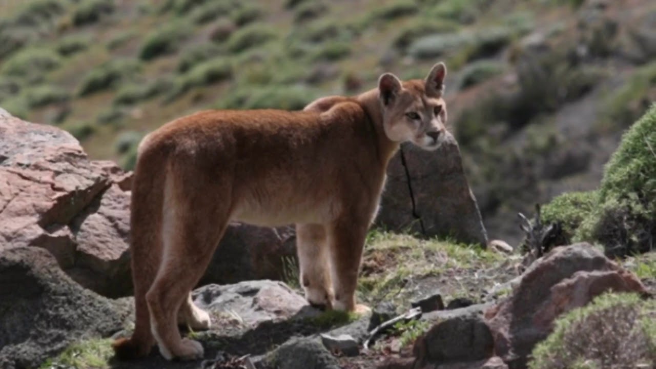 Животные в чили Животные в чили