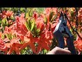 Как обрезать рододендроны (садовые азалии)