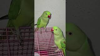 Two parrots are discussing about GST. #taxation #financeeducation #gst