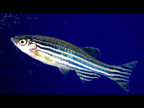 Video: Cum Se Identifică Peștii