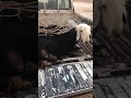 حالة طارئة باستخدام السيفون إخراج الحليب المتجمع في ضرع شاة من ٣ أيام بسبب إن فتحة الحليب مقفلة 