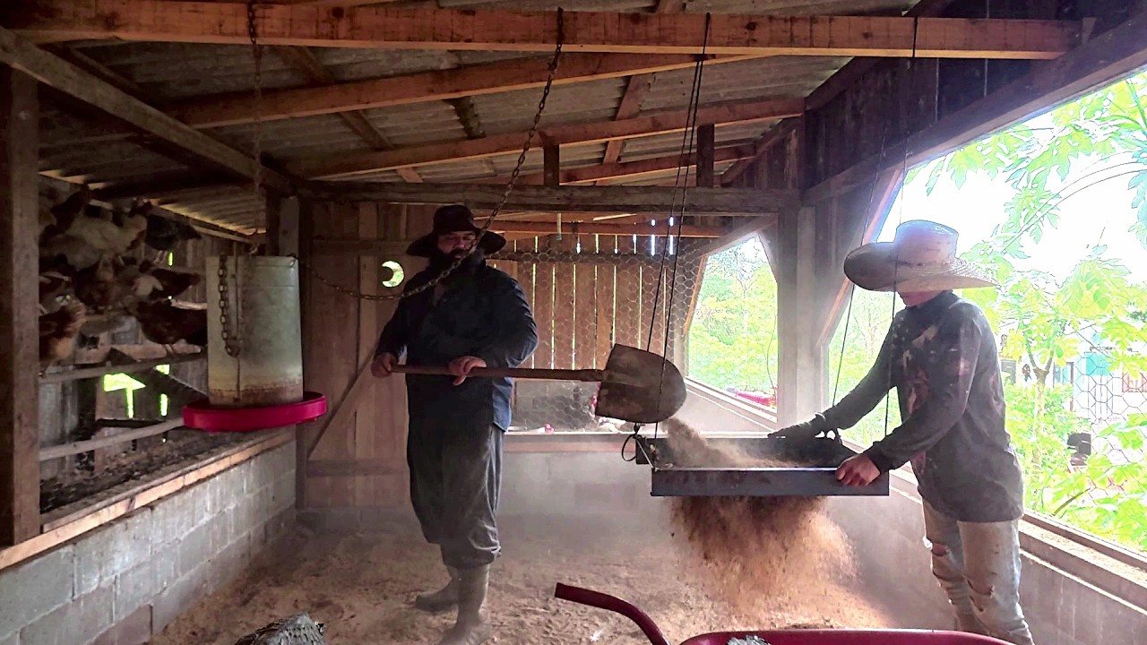 limpando a cama do galinheiro