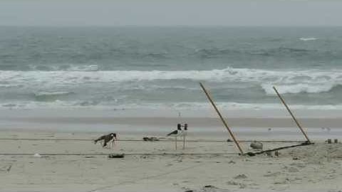American Oystercatcher catch with whoosh net