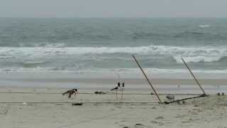 American Oystercatcher catch with whoosh net screenshot 4